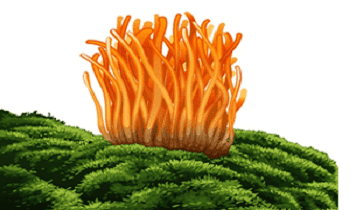 Cordyceps Militaries