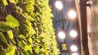 Vertical green wall