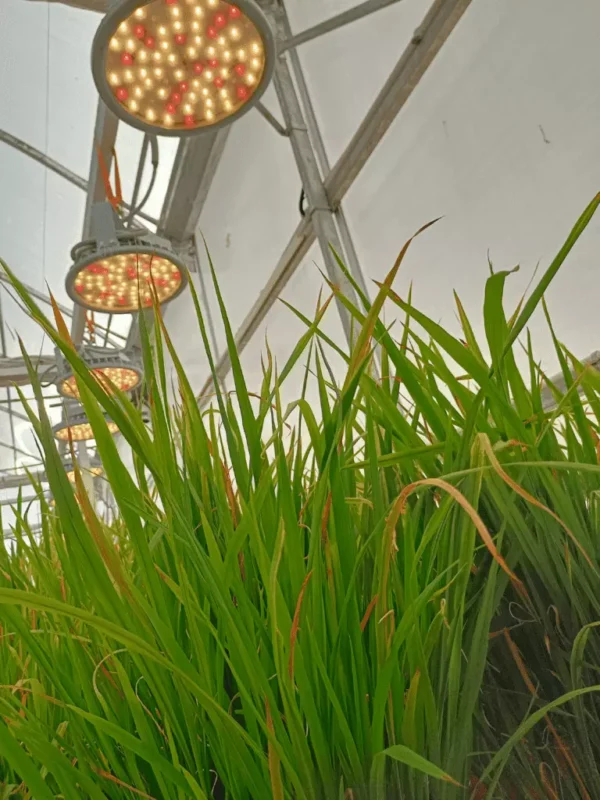 Nexsel Grow Lights