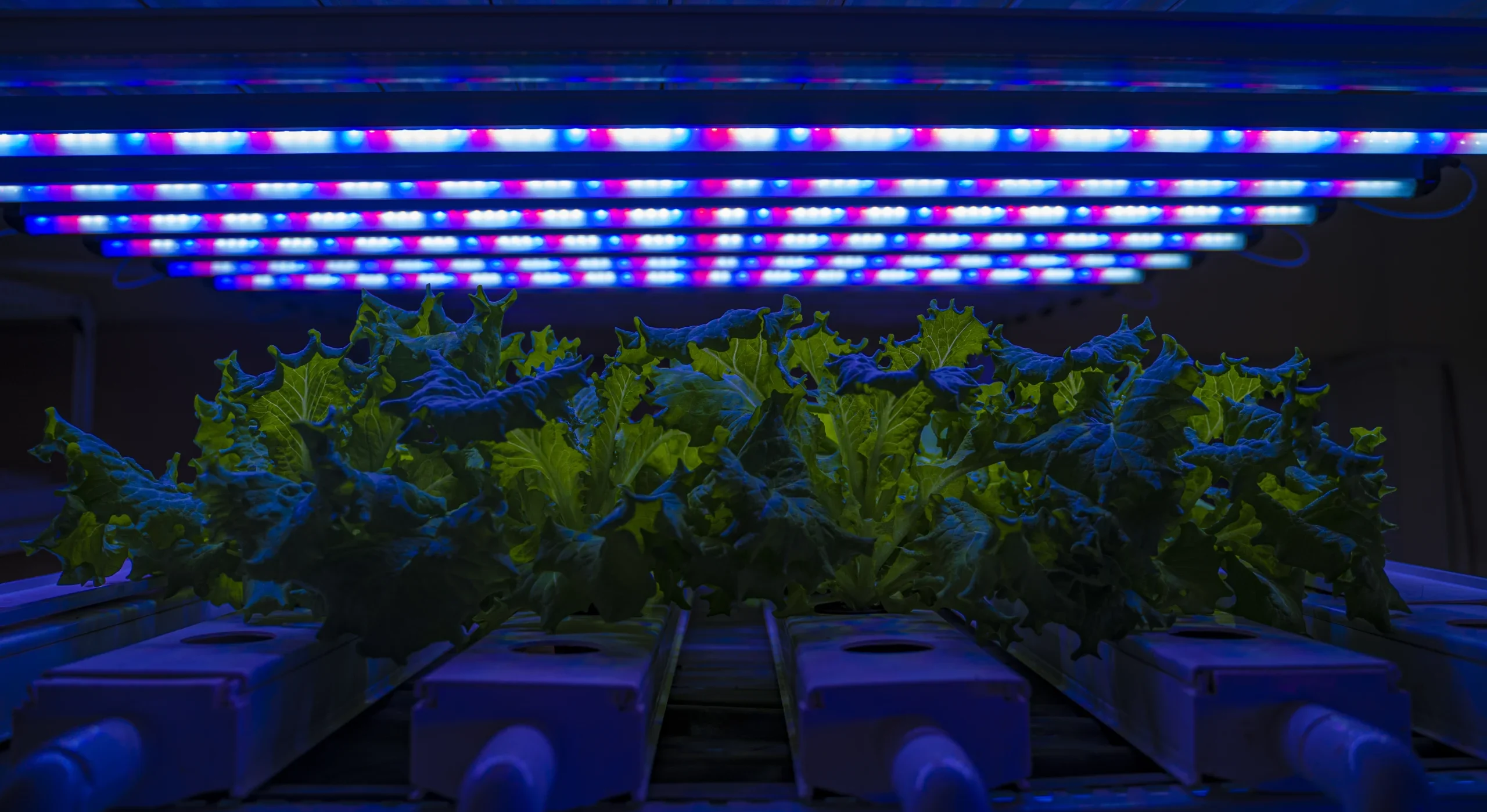 Indoor Vertical Farming Lighting