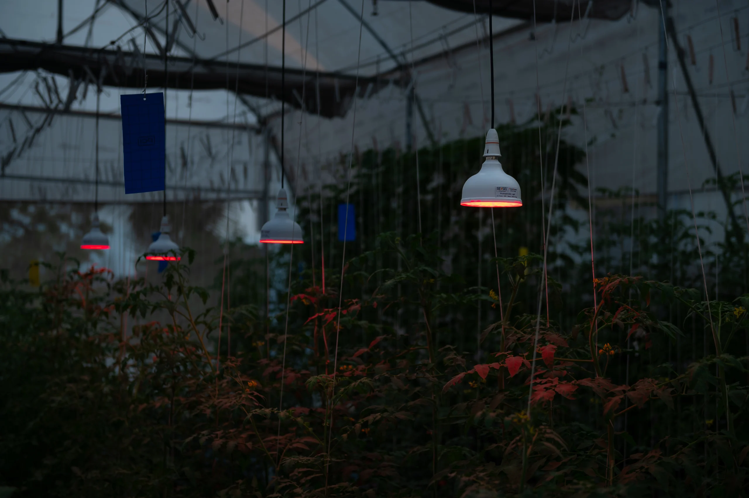 Supplemental Lighting