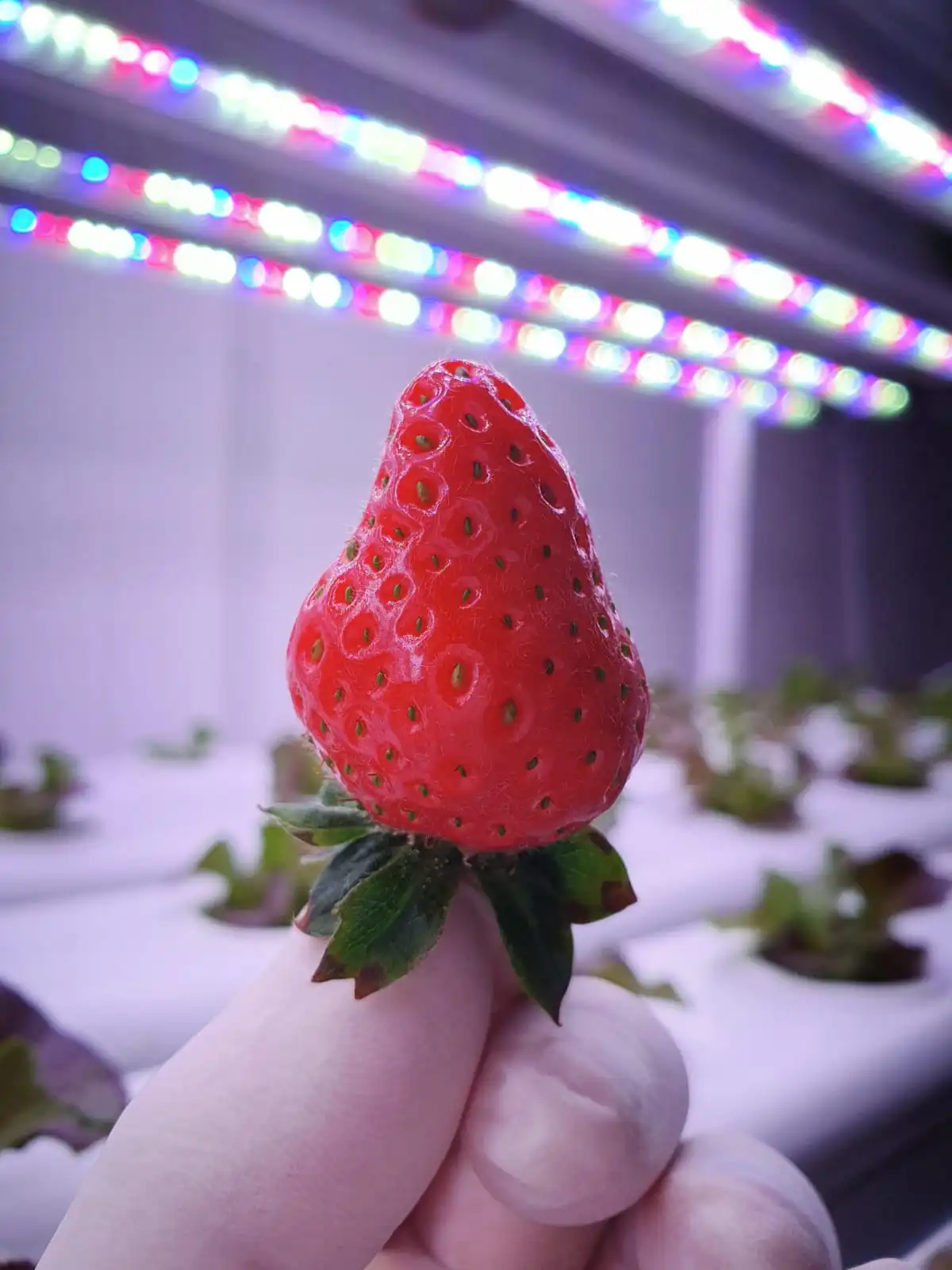 4FT 36W Grow Light for Strawberry
