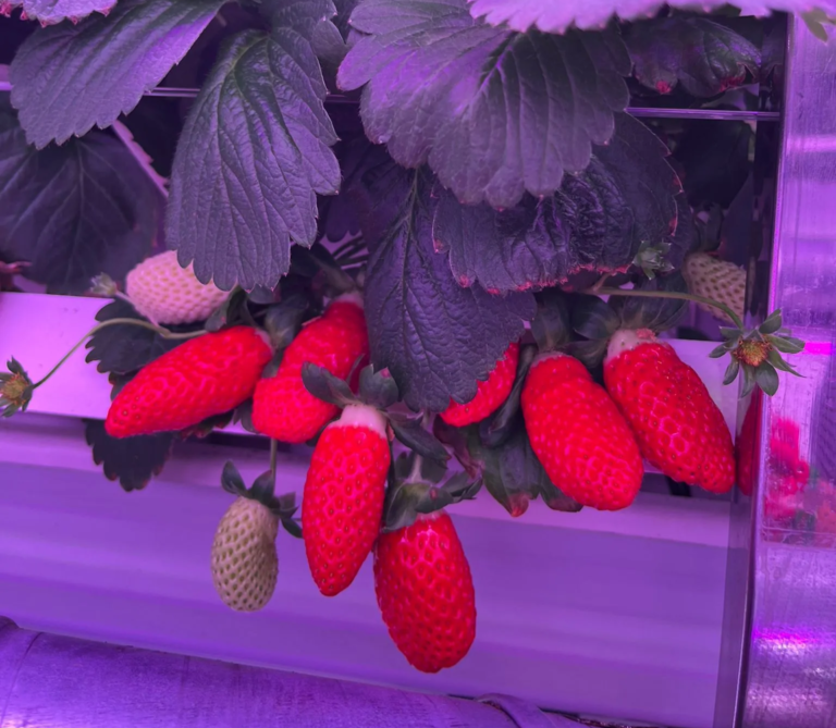 4FT 36W Grow Light for Strawberry