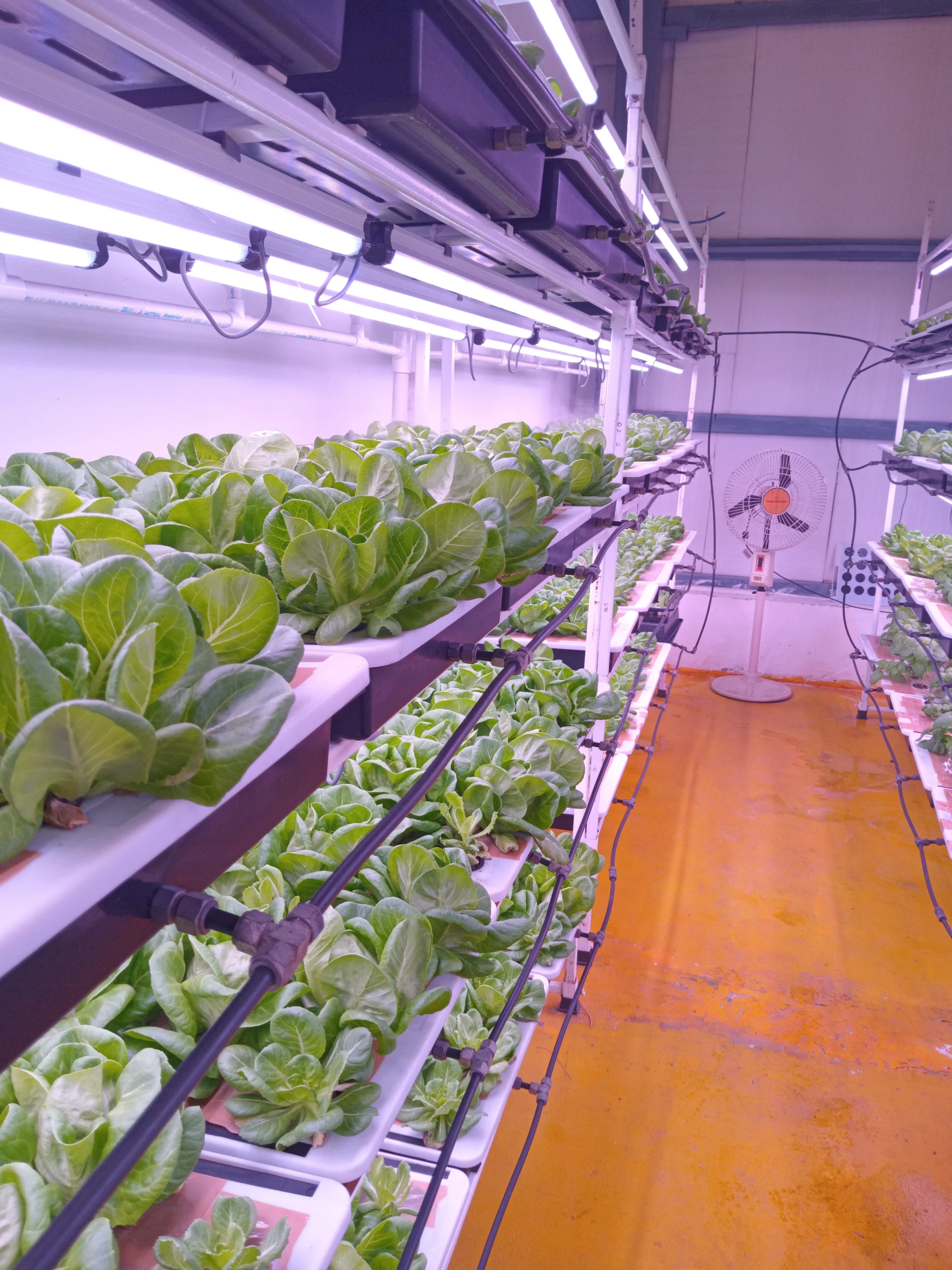 4FT 36W Grow Light for Leafy Vegetables