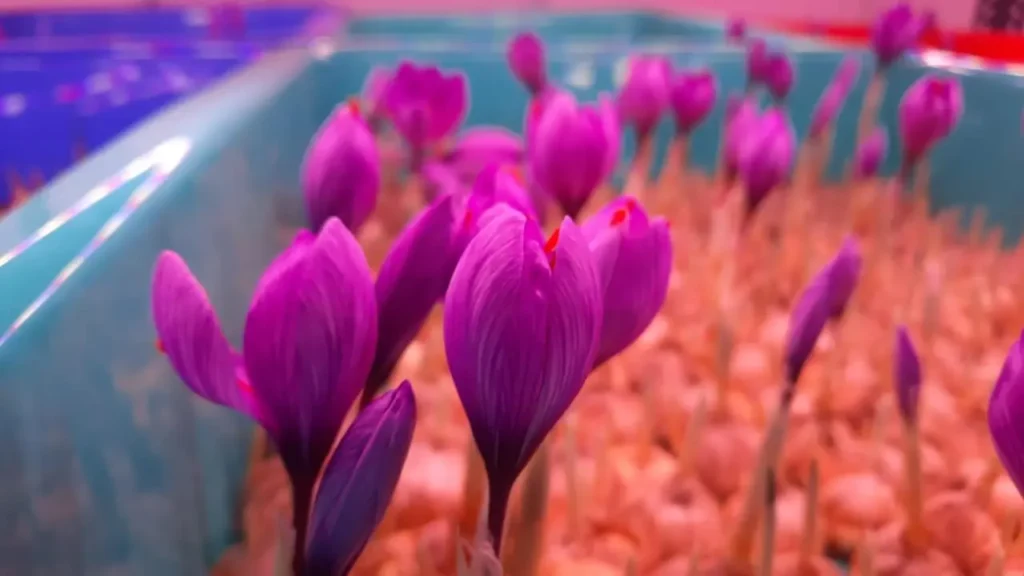 Saffron Grown Under Nexsel Grow Lights