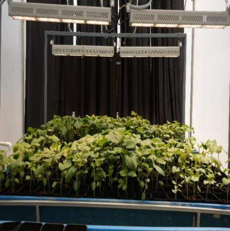 Plants grown under two TL 200 top lights