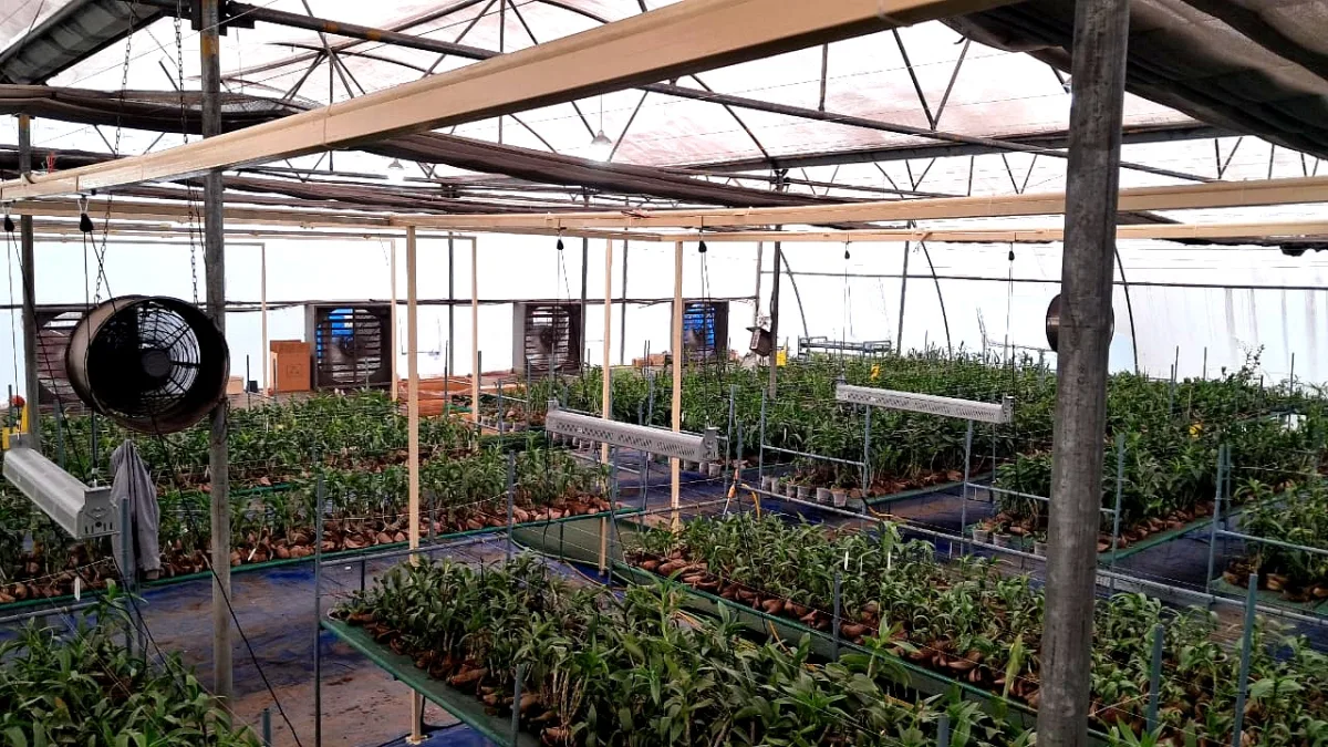 TL 200 top lights installed over a greenhouse crop