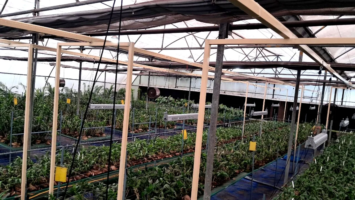 Greenhouse crop lit by TL 200 top lights