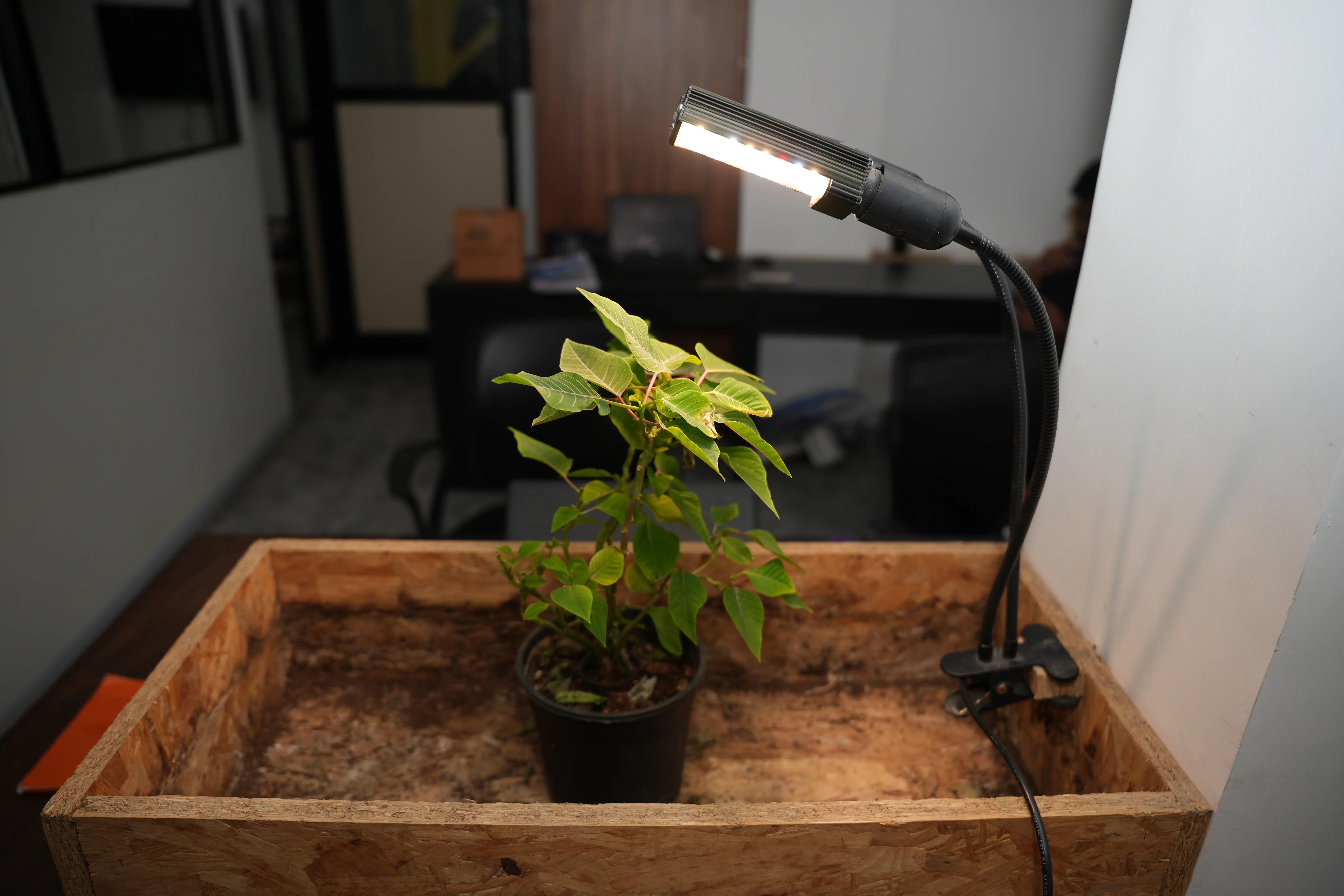 Plant Grow Lights for Table Top Plants