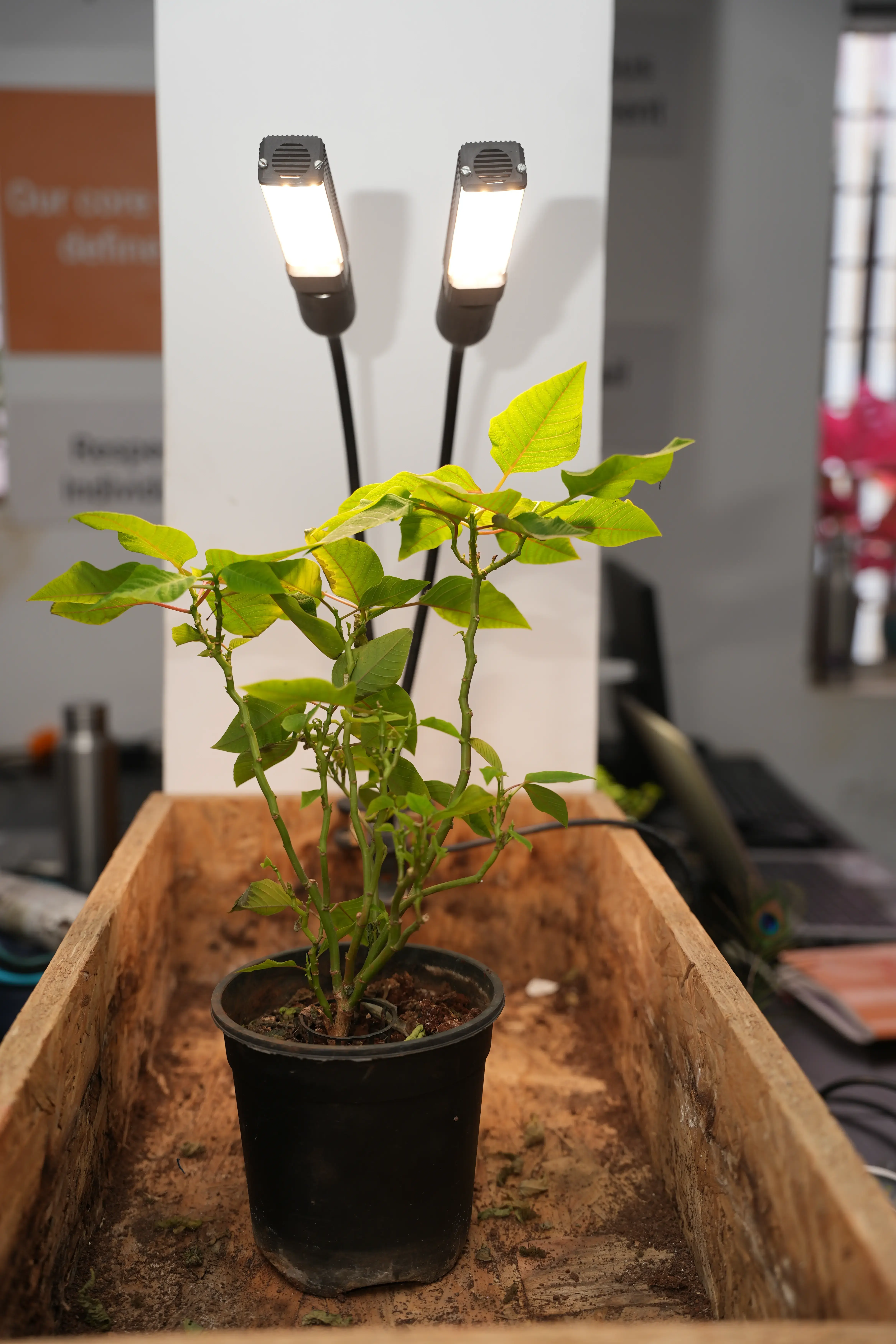 Plant Grow Lights for Table Top Plants