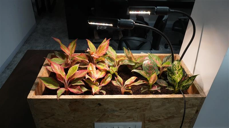 Plant Grow Lights for Table Top Plants