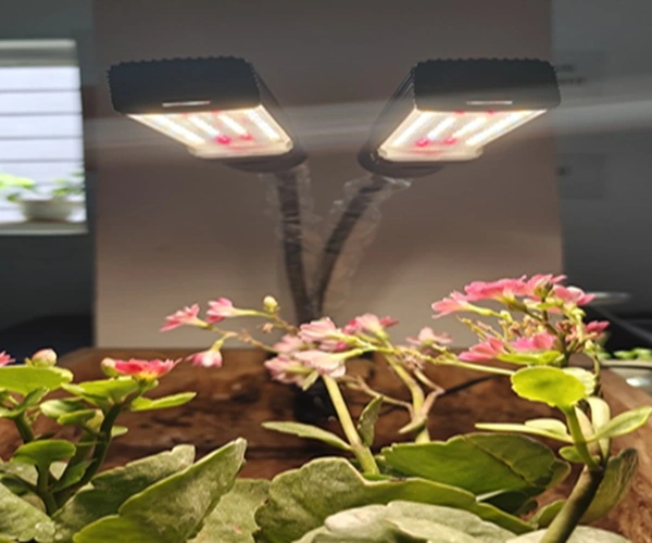 Plant Grow Lights for Table Top Plants