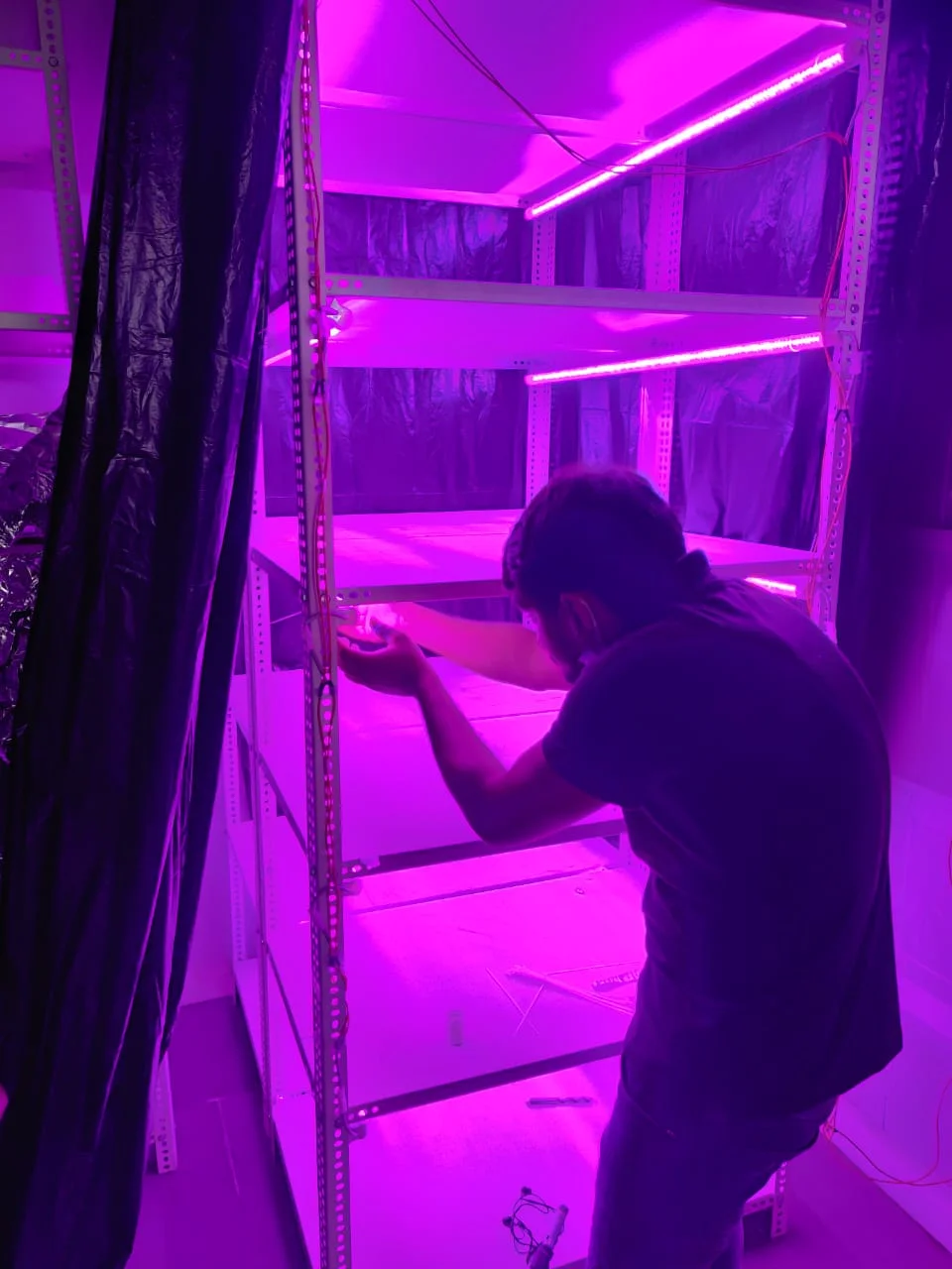 Cordyceps Militaris Fungus