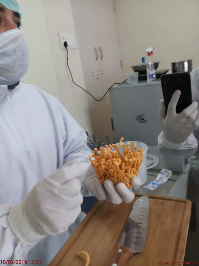 Cordyceps Militaris Fungus