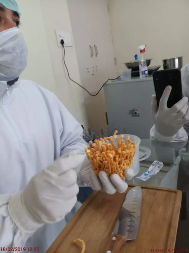 Cordyceps Militaris Fungus