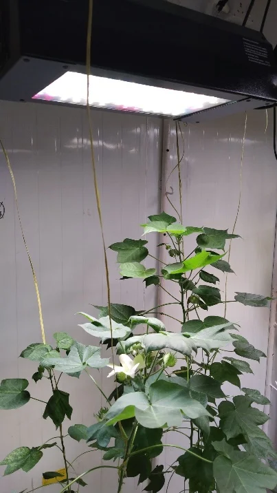 Cotton Speed Breeding