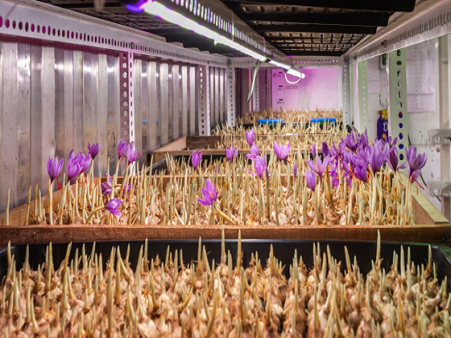 365D Farms Project 1