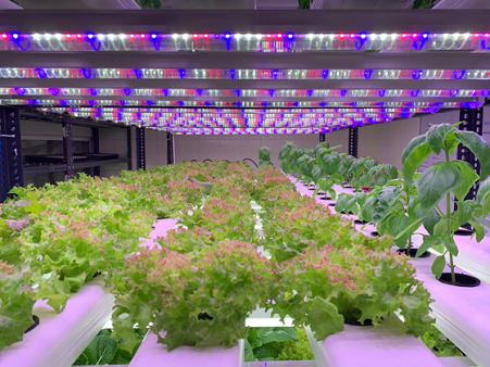 365D Farms Project 1