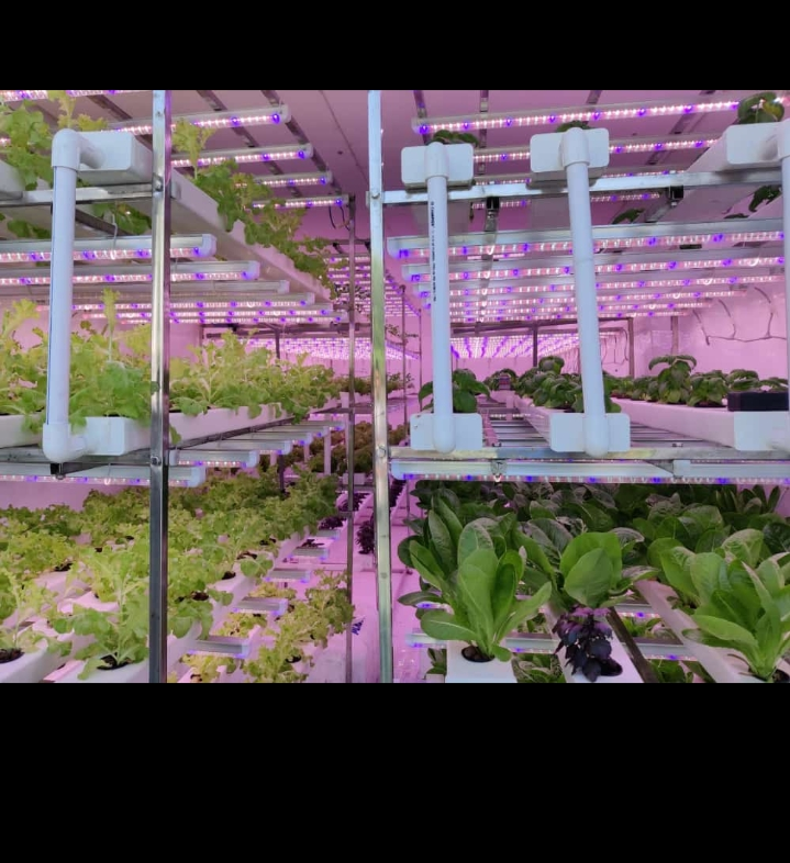 Raw & Ruckus Hydroponic Farms