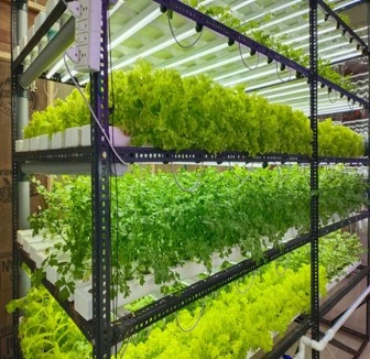 Root & Shoot Lucknow