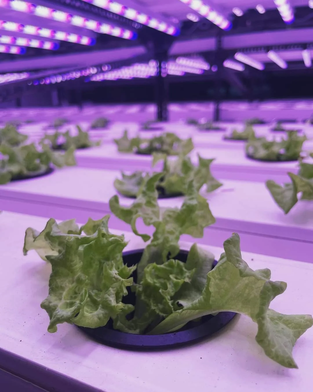 Shivagami Sustainable Farm