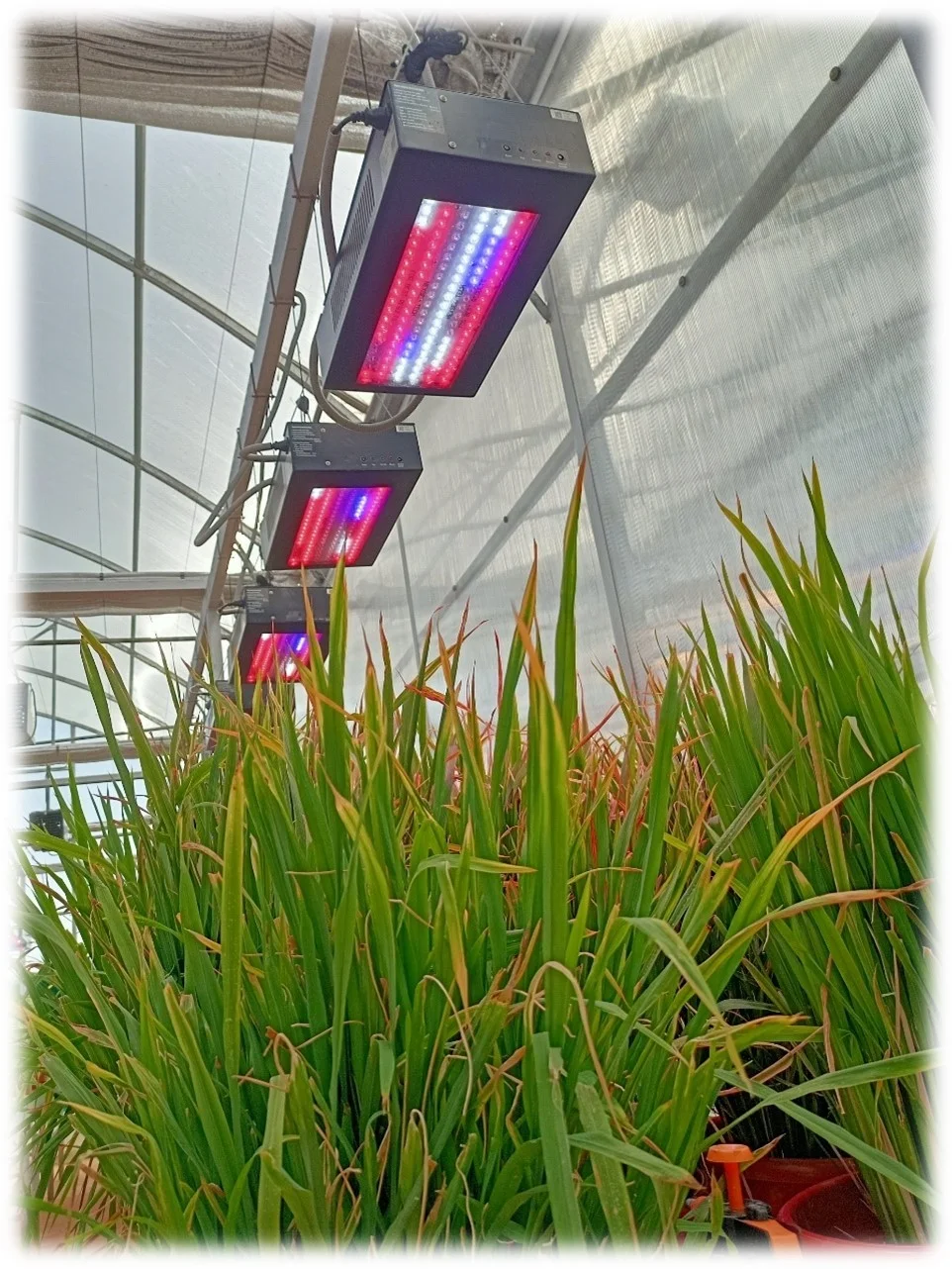 Speed Breeding