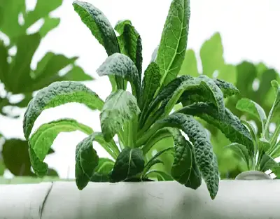 9W 2 Ft Hydroponic LED Grow Light Bar