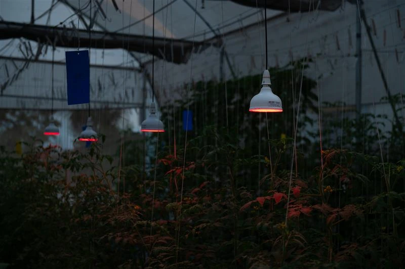 26W Non-Dimmable Grow Light for Balcony & Ornamental Plants