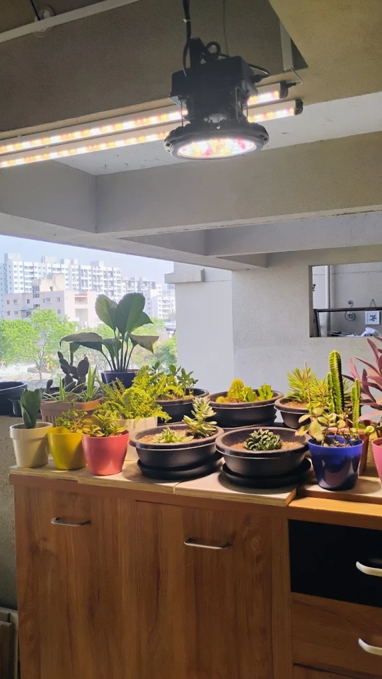 70W Non-Dimmable Grow Light for Balcony & Ornamental Plants