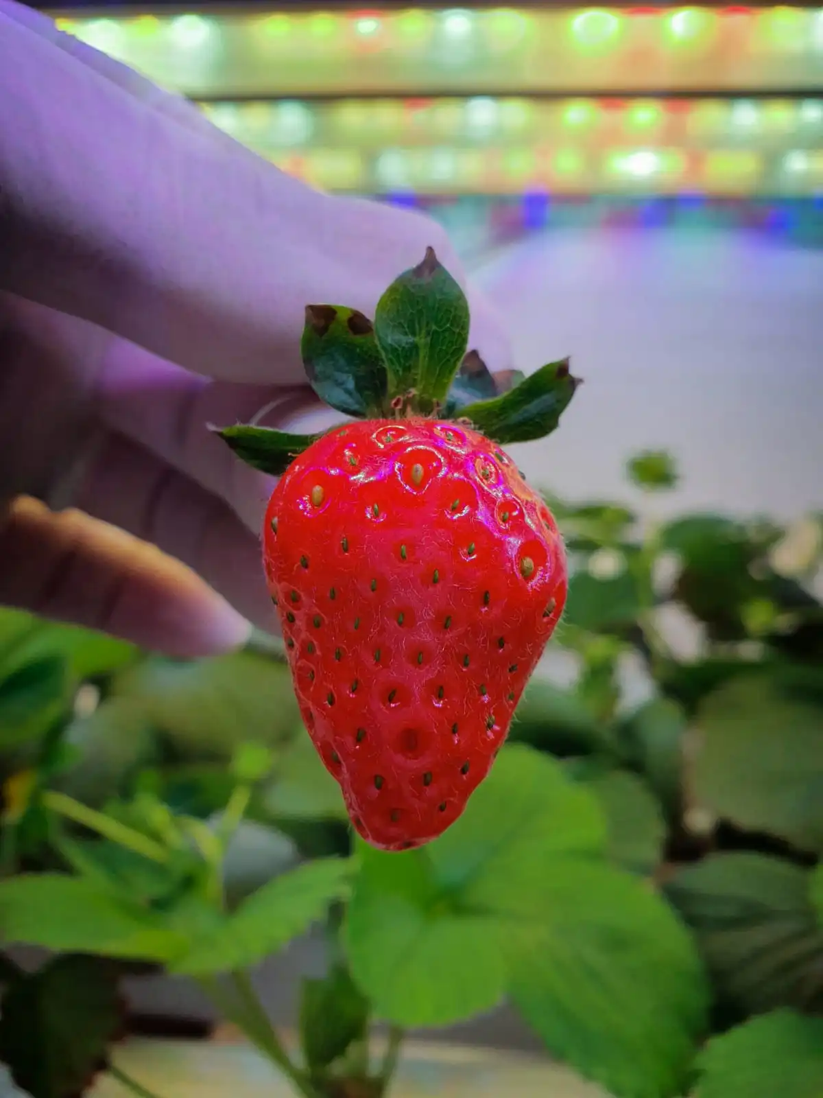 4FT 18W Grow Light for Strawberry