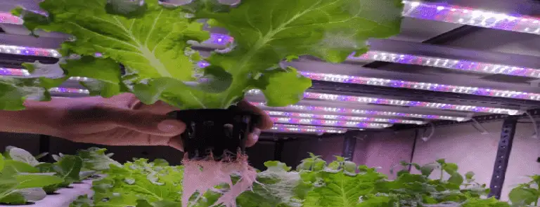 Hydroponics LED Grow Lights