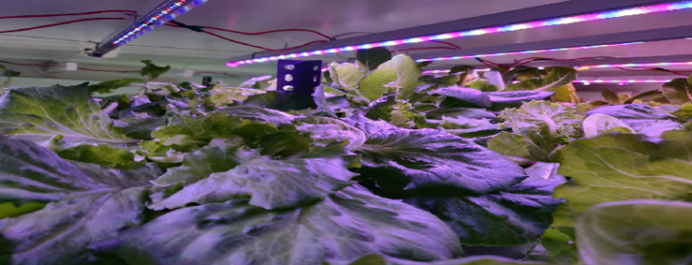 Hydroponics LED Grow Lights