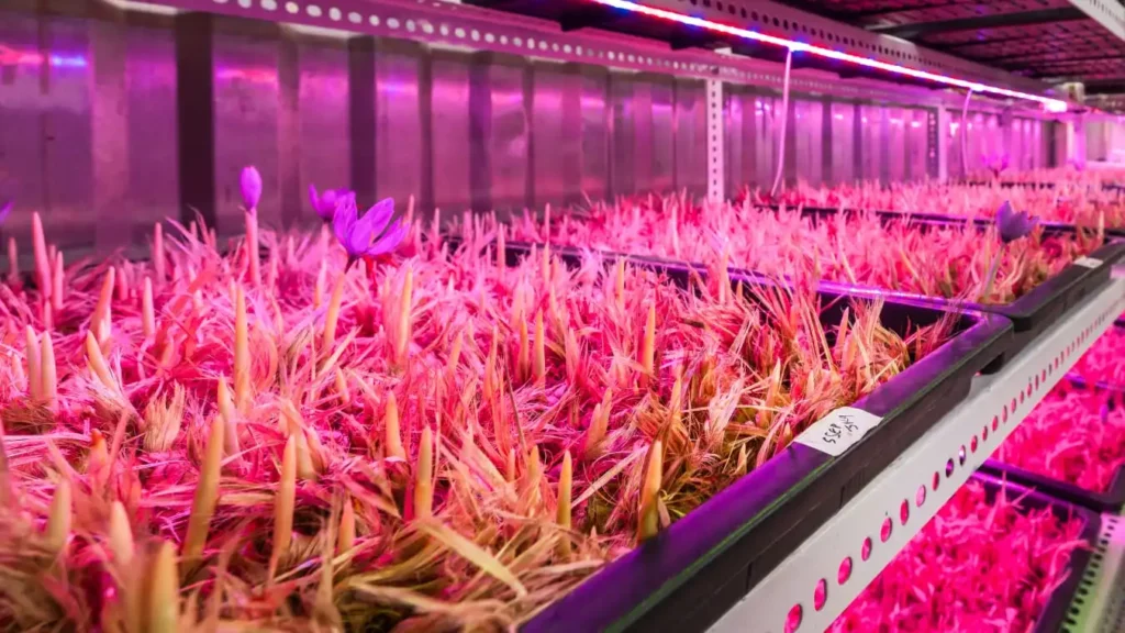 Saffron Grown Under Nexsel Grow Lights