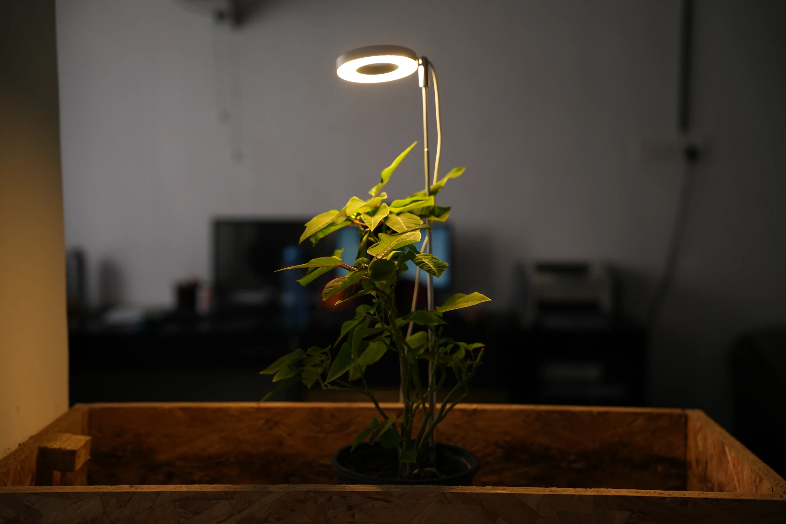 Plant Grow Lights for Table Top Plants