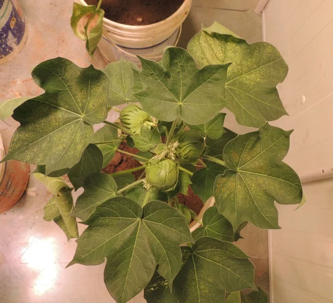 Cotton Speed Breeding