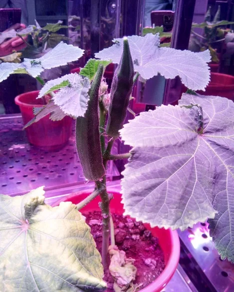 Okra Speed Breeding