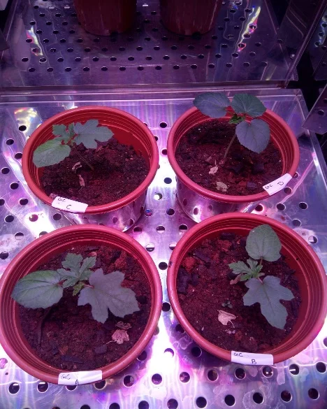 Okra Speed Breeding