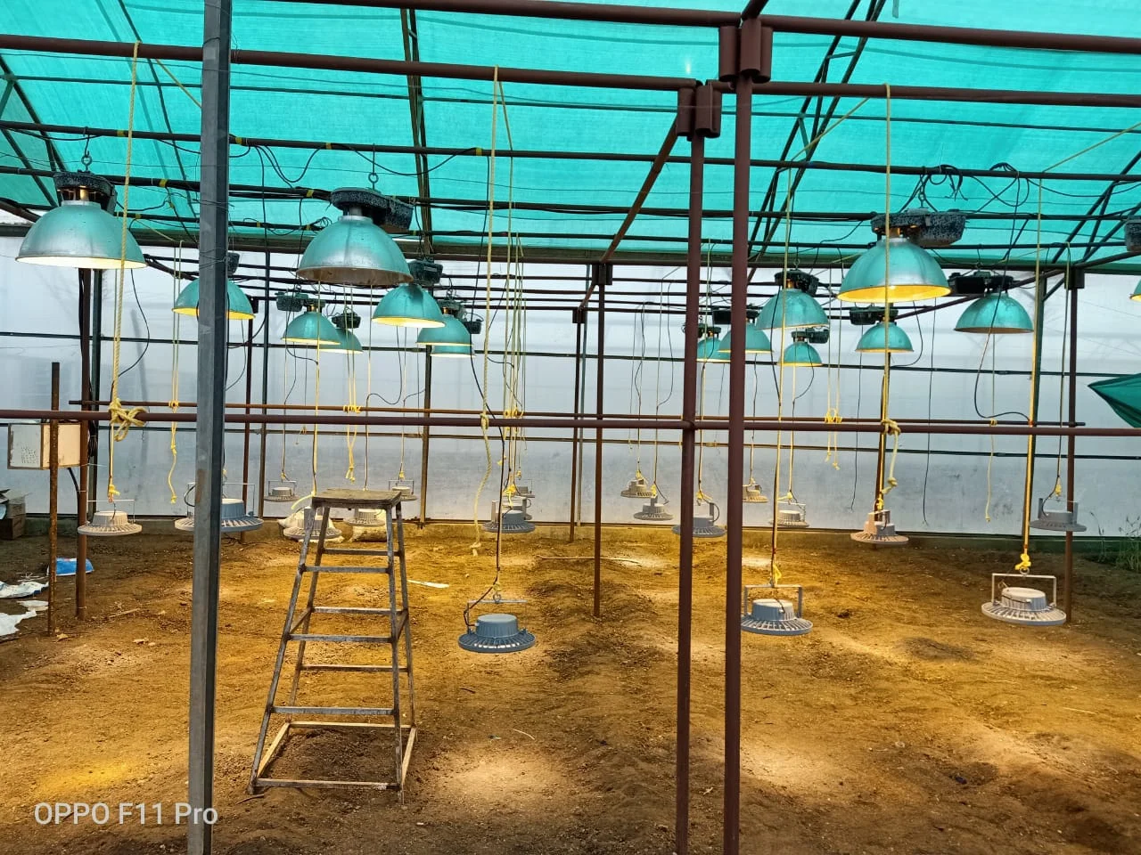 Wheat Speed Breeding