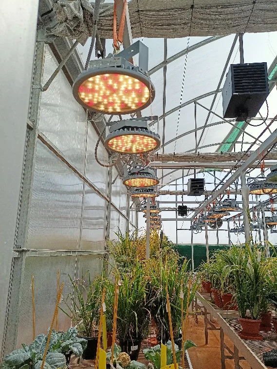 Wheat Speed Breeding