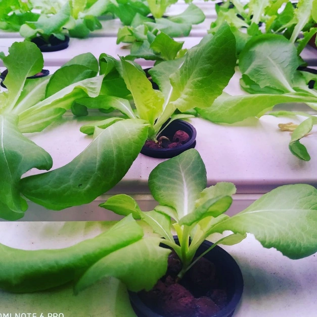 Amdavadi Organic Farm