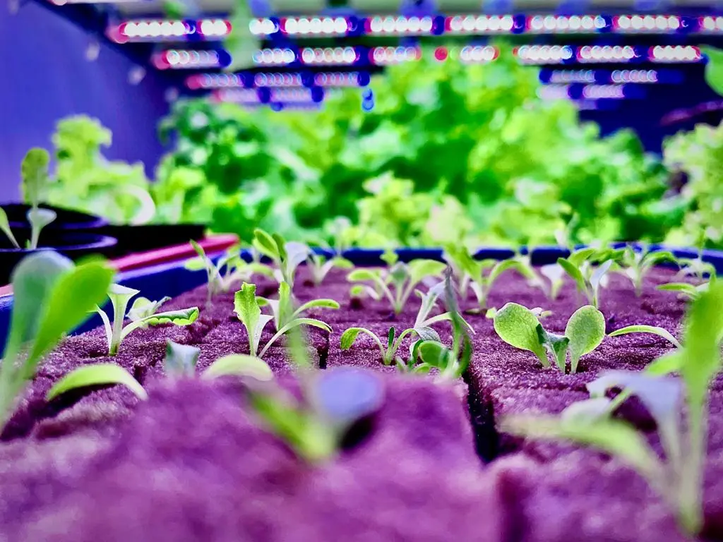 Amdavadi Organic Farm