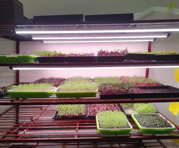 Eco Green Microgreens