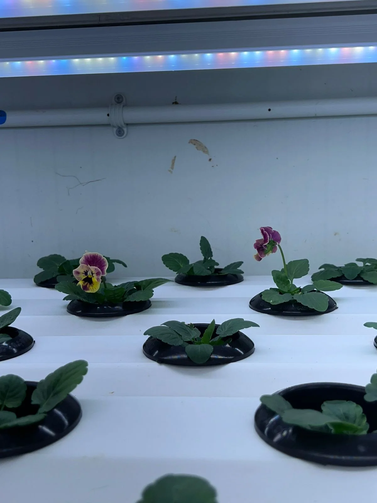 Edible Flower Farm, Dubai