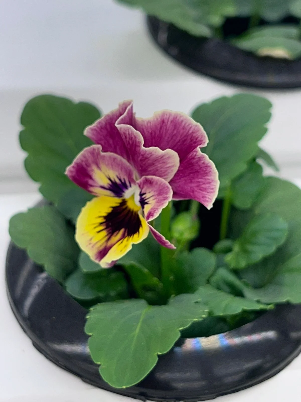 Edible Flower Farm, Dubai