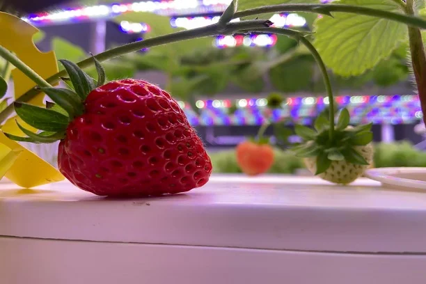 9W 2 Ft Hydroponic LED Grow Light Bar