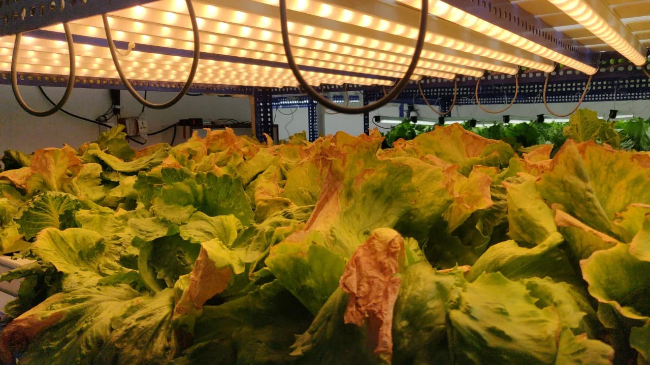 Why Tip Burn Happens Under Grow Lights (And It’s Not a Calcium Shortage)