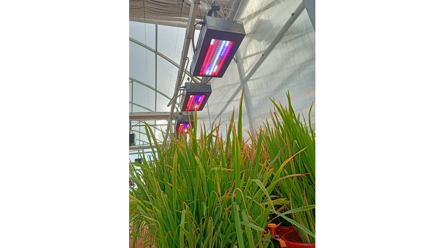 The Blue: Red Ratio and Its Impact on Crop Breeding