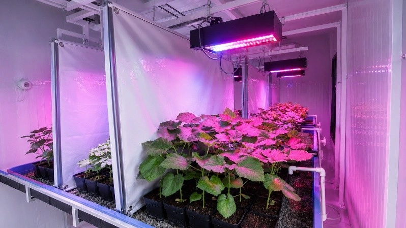 Role of Light Intensity in Speed Breeding: Effects on Plant Growth, Development, and Generation Advancement