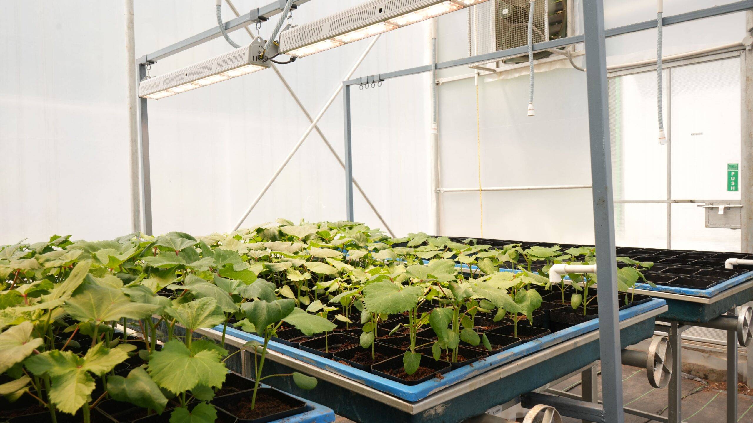 The Challenges of Speed Breeding