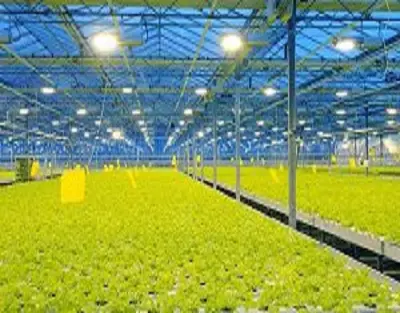 Supplemental lights for greenhouse